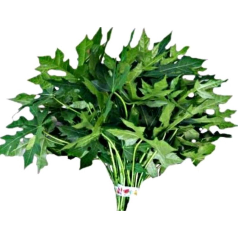 

Lalaban Daun Gendi fres 500 grm