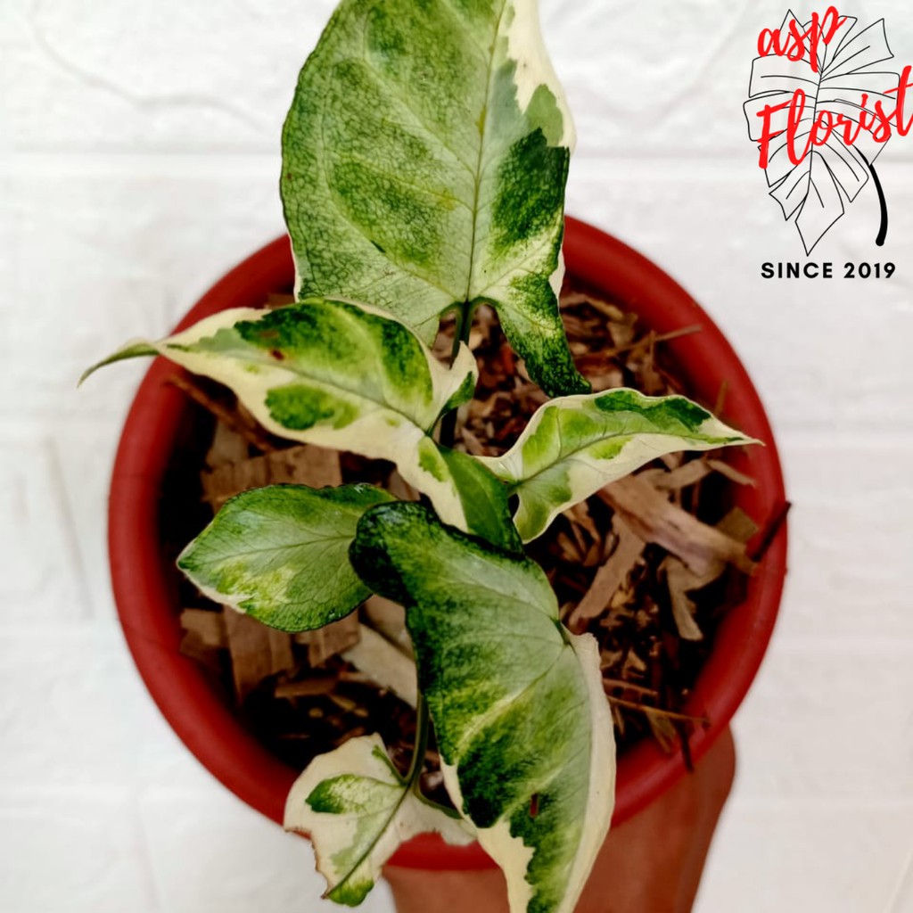 Syngonium T-25 - Syngonium T25