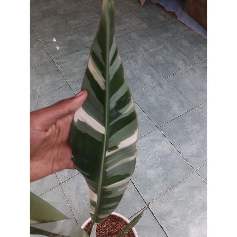 Bibit Tanaman Pisang varigata - pisang variga