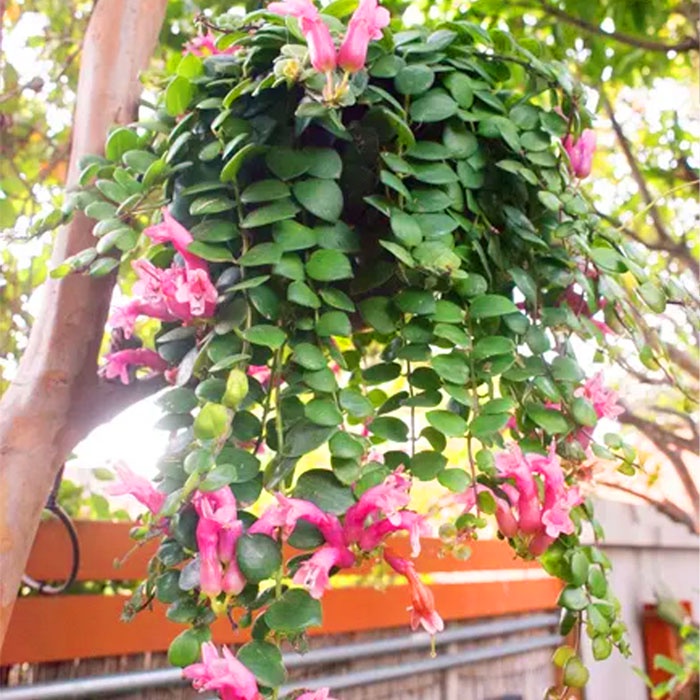 Tanaman hias gantung cantik dan langka Bunga lipstik pink | Aeschynanthus Thai Pink