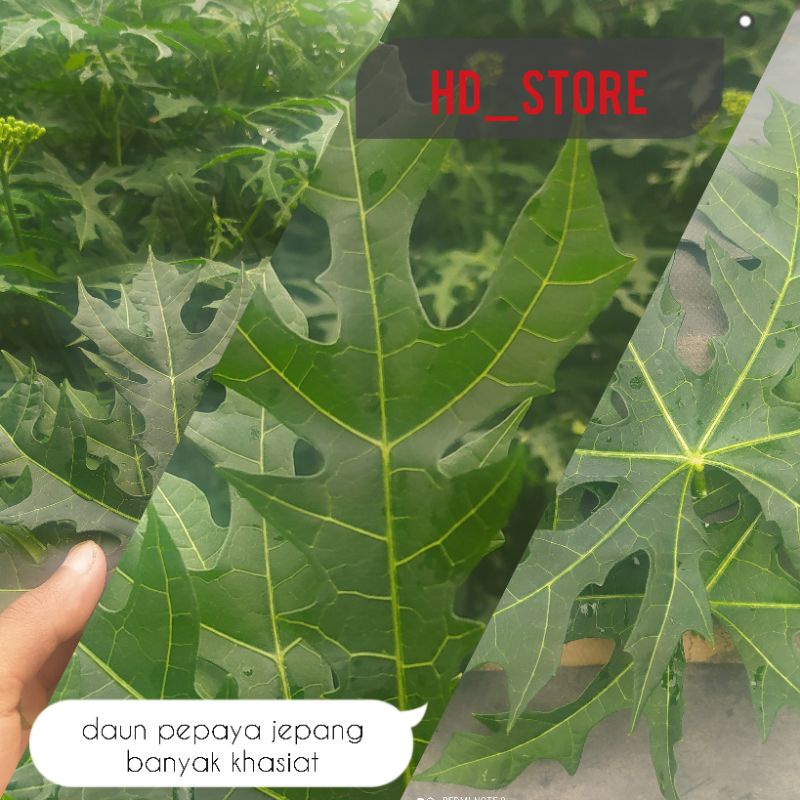 

daun pepaya jepang untuk kesehatan, 5 lembar 1000