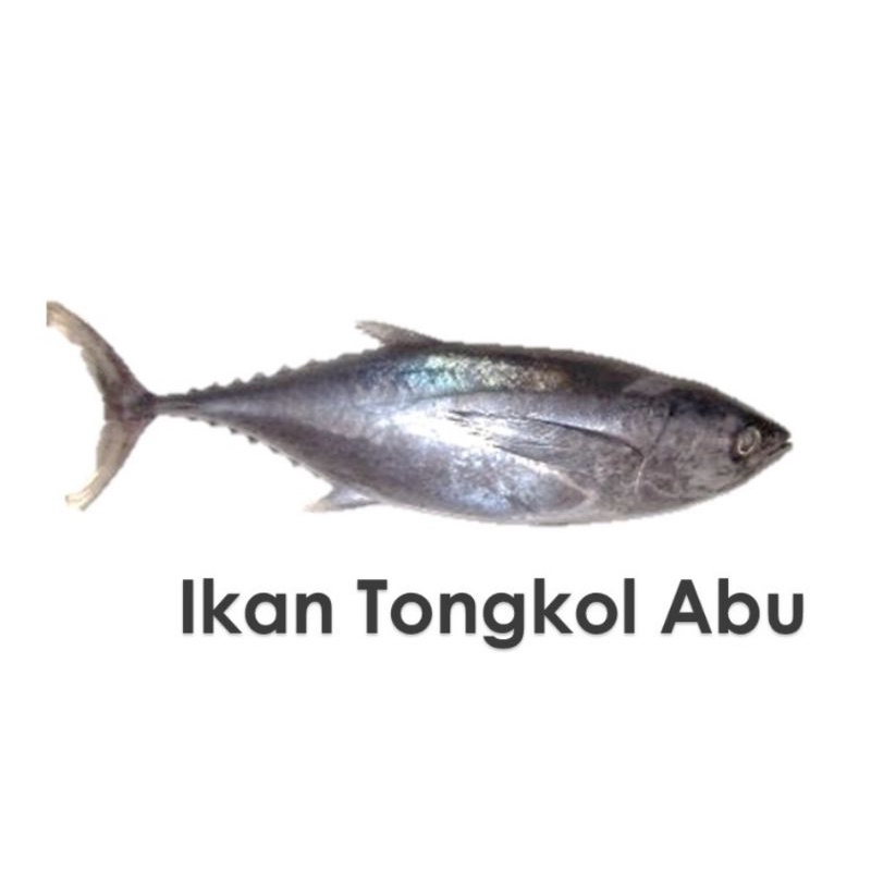 

Ikan Tongkol Abu