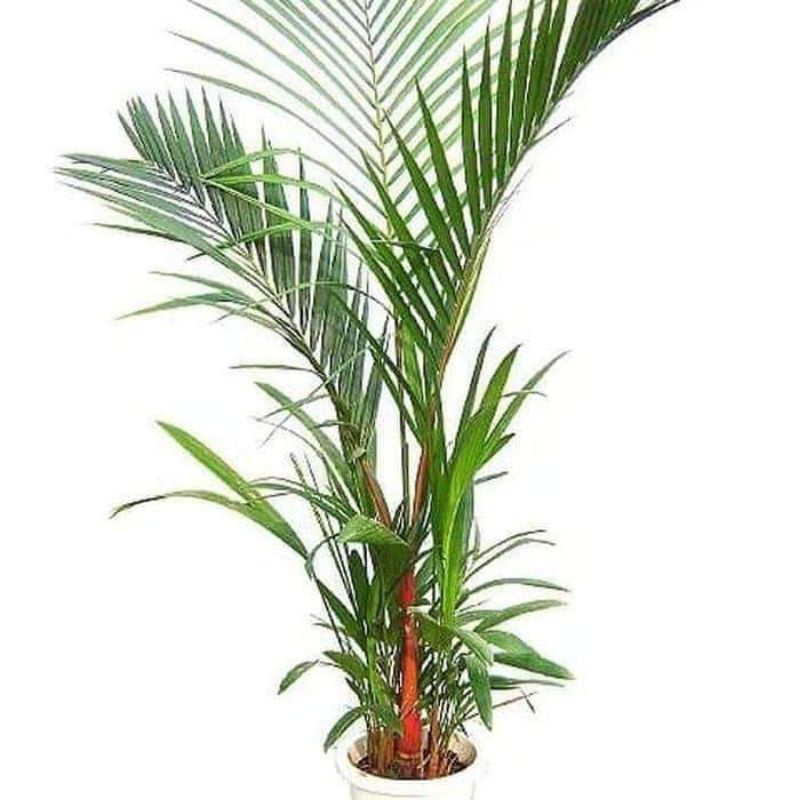 Palem pinang merah 1,5 meter