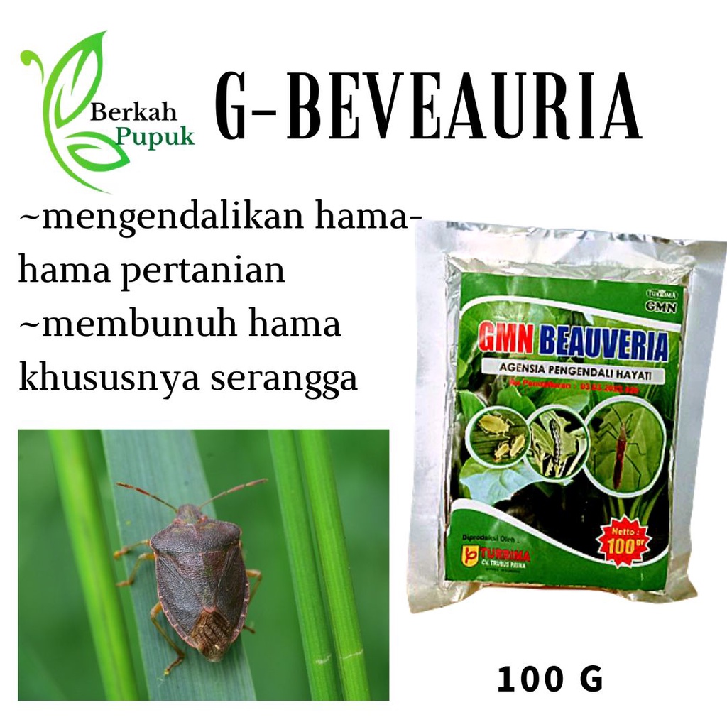 Obat Insektisida Pengendali Hama Tanaman, Obat Hama Wereng Padi Paling Ampuh