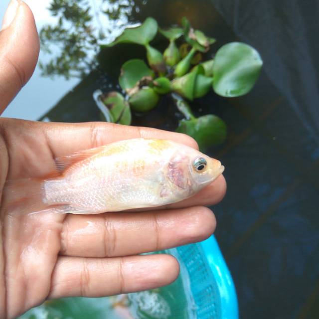 

Bibitan Nila Merah