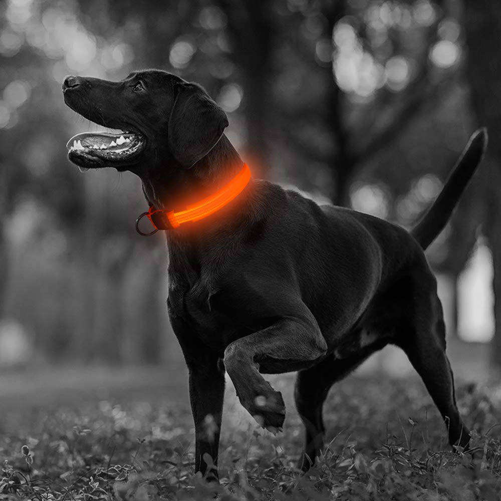 Tali Kerah Anjing Peliharaan Bahan Nilon Dengan LED Luminous Fluorescent Glow In The Dark Untuk Malam Hari