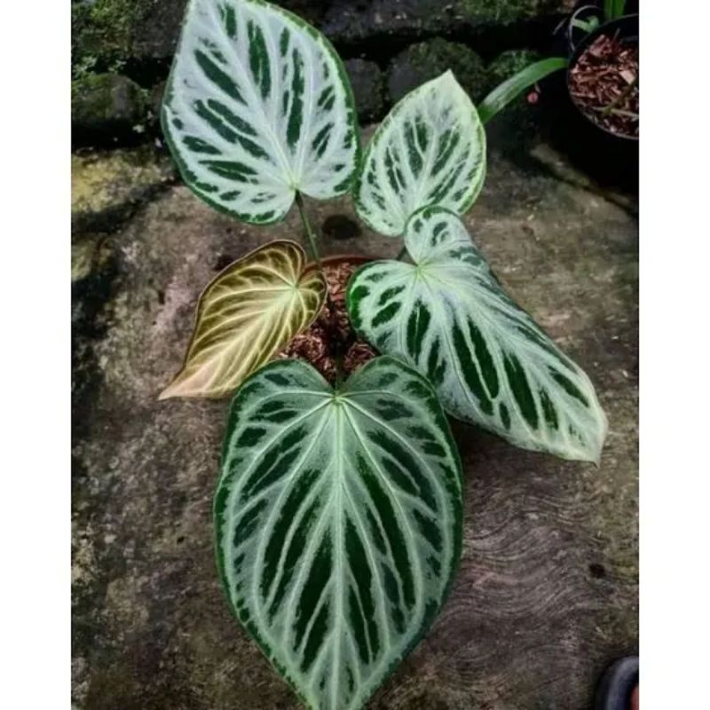 (COD) KUPING GAJAH SILVER BLUSH/ANTHURIUM SILVER BLUSH
