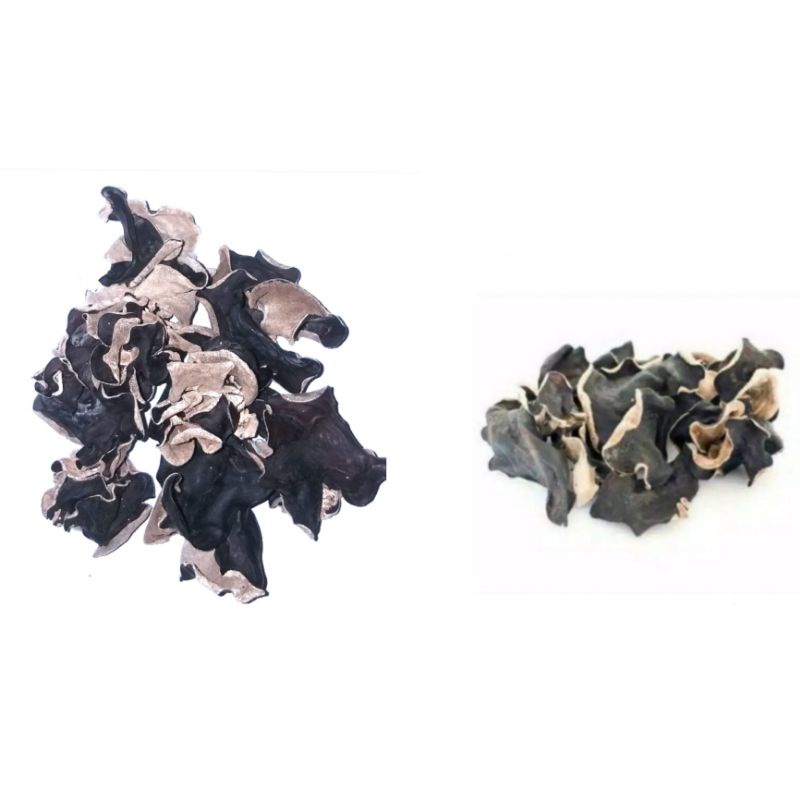 

JAMUR KUPING KERING 2500 / BLACK FUNGUS / JAMUR KUPING