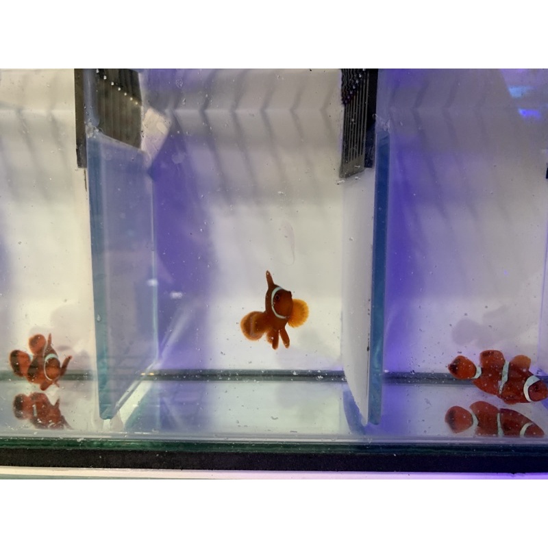 Ikan Hias Air Laut Balong Clownfish