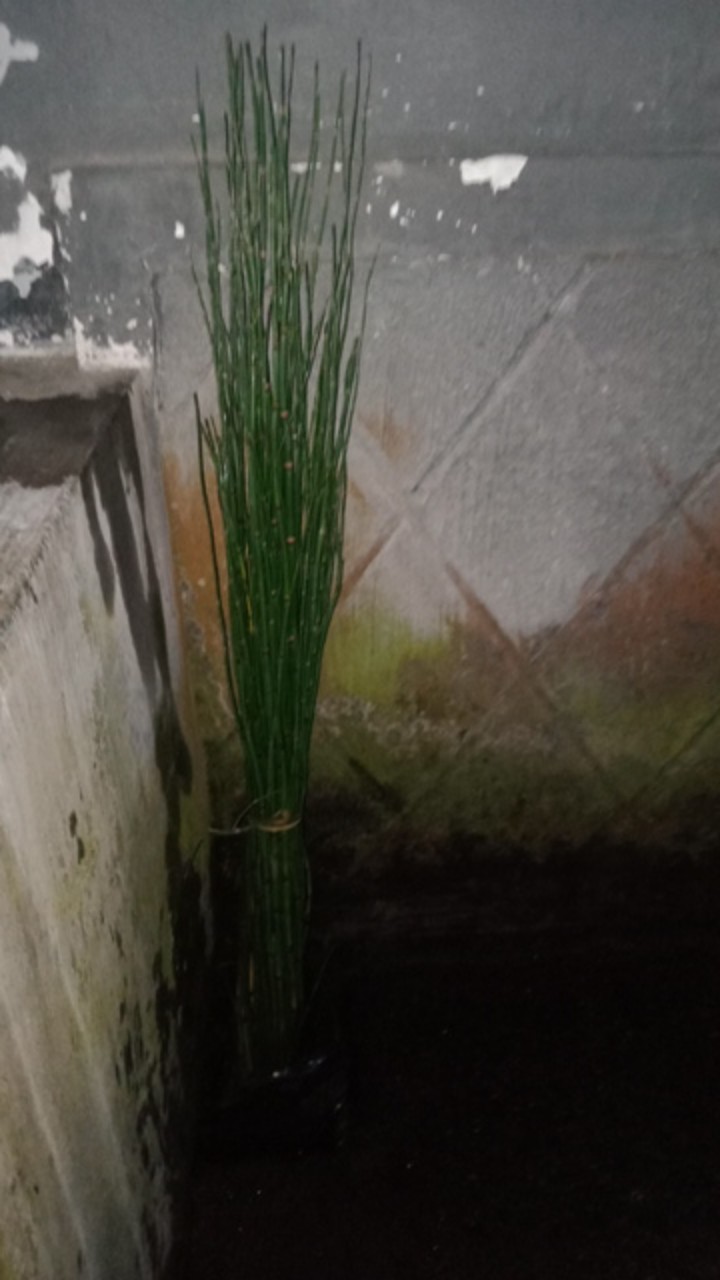 Tanaman Hias Bambu Air