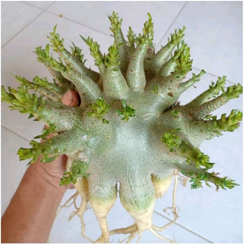 ADENIUM KARAKTER WKL KLT NSDD