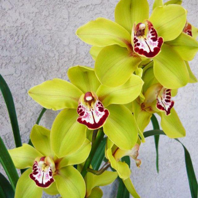 Anggrek cymbidium hijau hibrid murah -tanaman hias hidup-bunga hias hidup-tanaman hidup-bunga hidup-