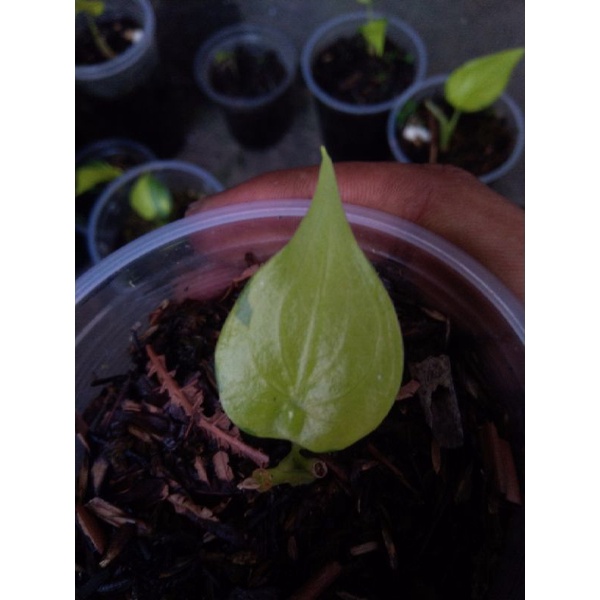 Alocasia Culculata Varigata