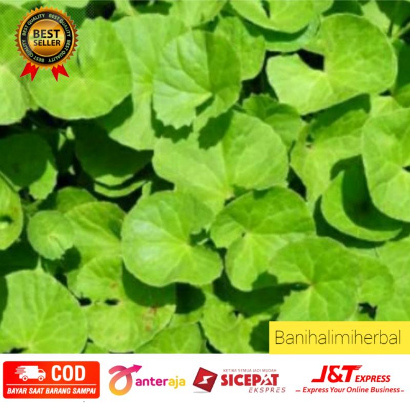 

250 gram Daun Pegagan/Antanan/Panegoang