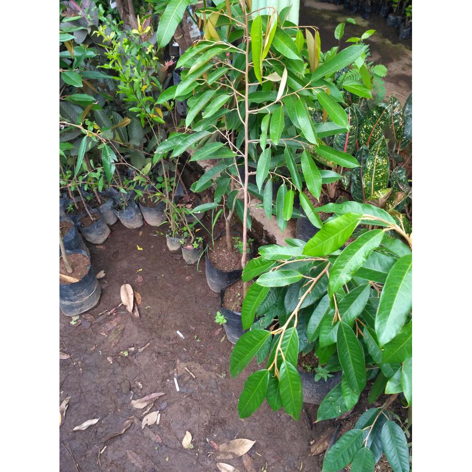 H2O Bibit Tanaman Buah Durian Paket 10 Bibit B3Rk4H