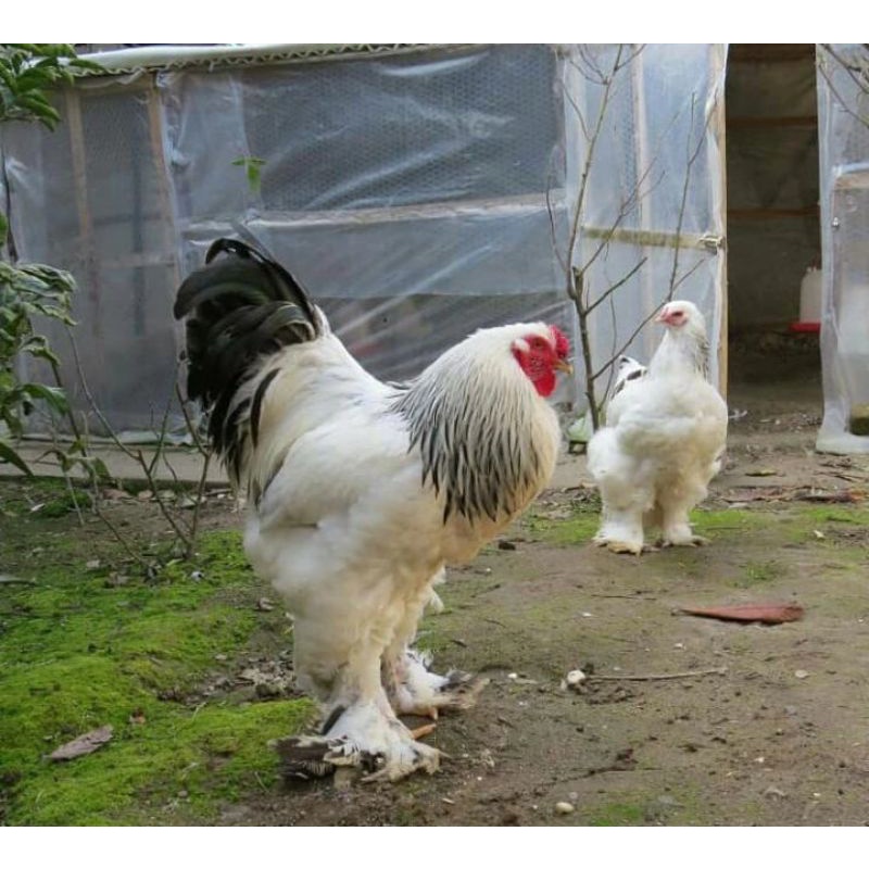 telur tetas ayam brahma jumbo import