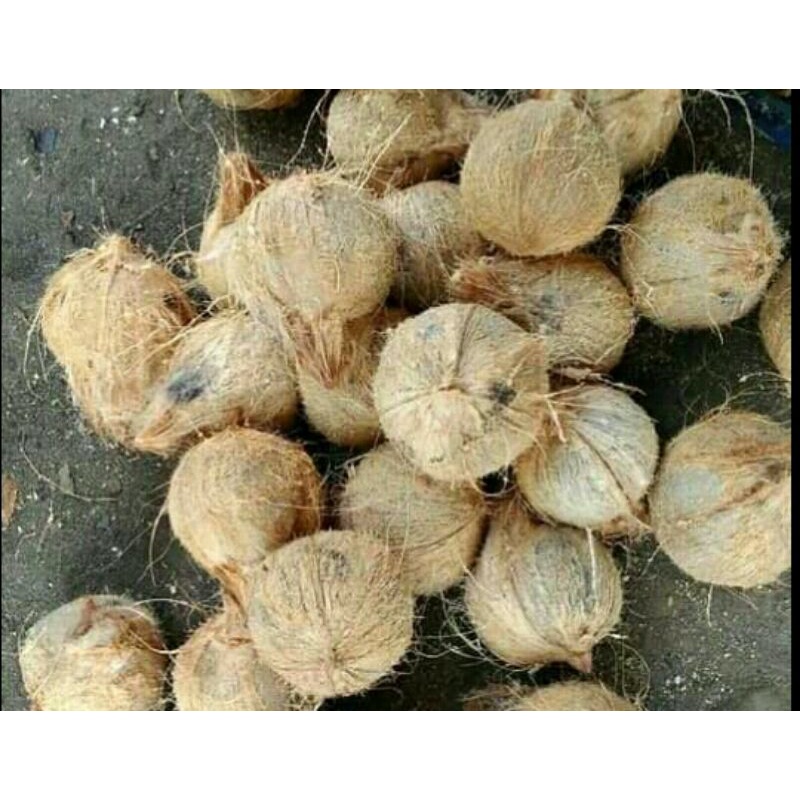 

KELAPA TUA KUPAS PER BUTIR/KELAPA PARUT/KELAPA HIBRIDA