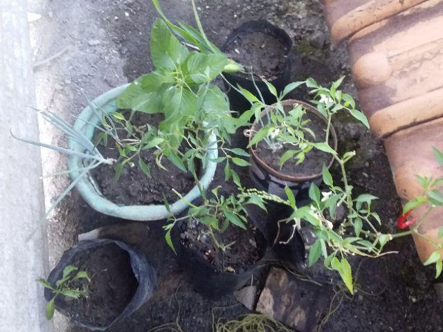 Benih Labu Baby Kabocha Pumpkin - Biji Bibit Buah