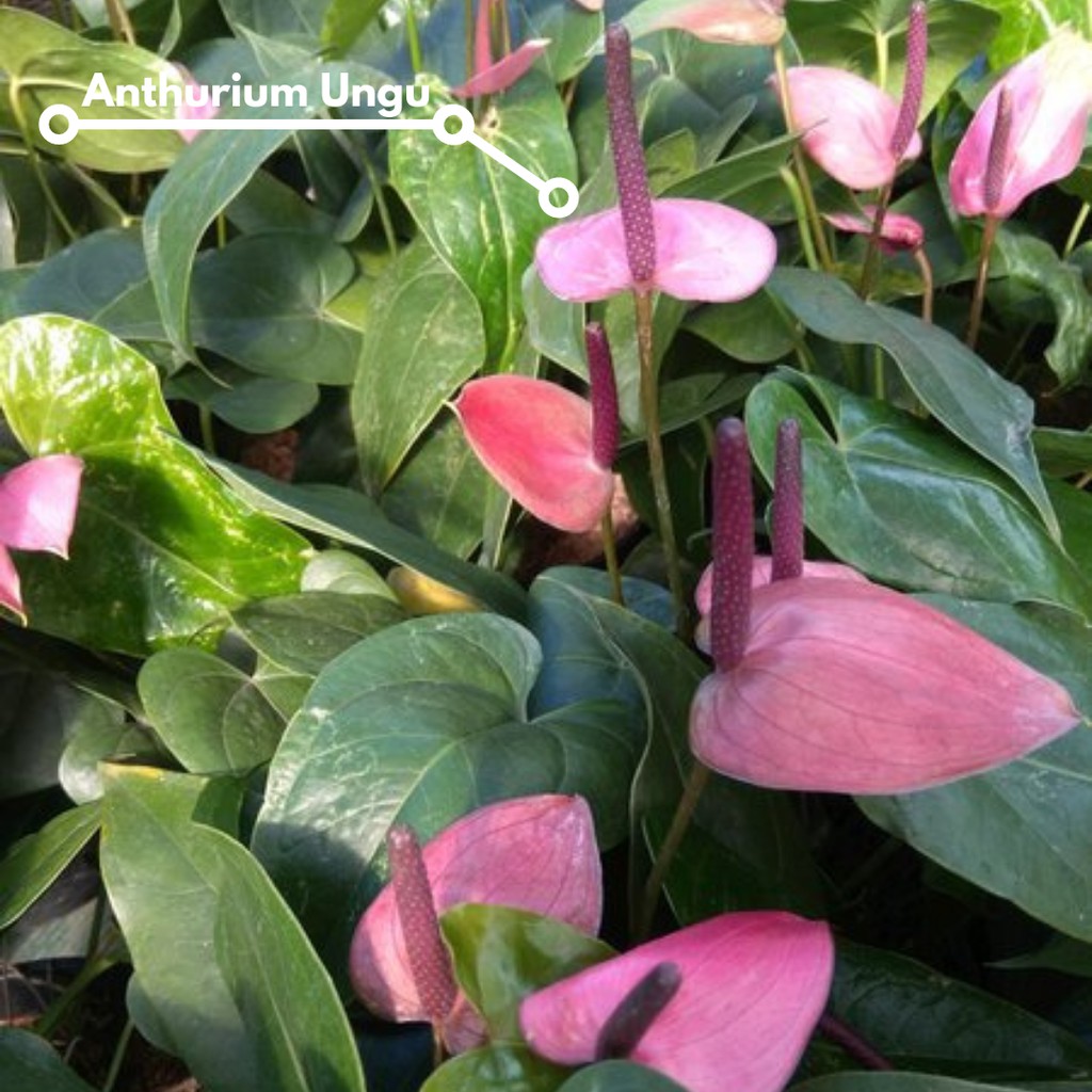 Tanaman Anthurium Ungu ( Mini )