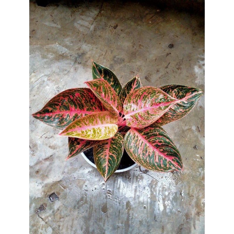 PROMO anakan aglonema reanita surya size s