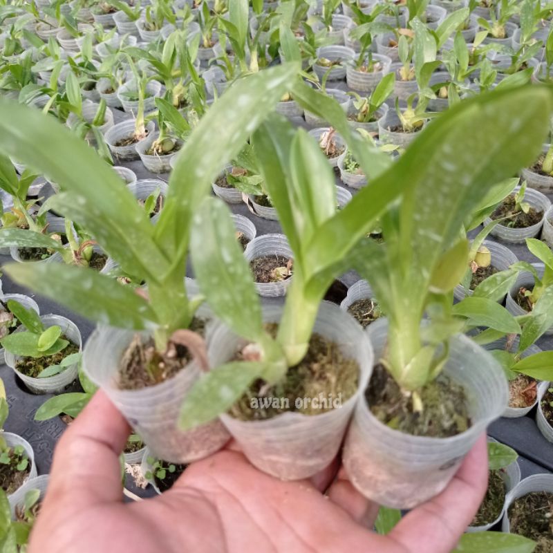 seedling grammatophyllum scriptum