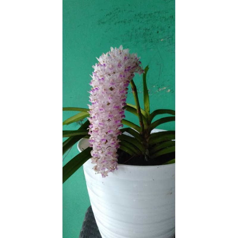 PROMO MURAH ANNGREK RICONTILIS RETUSA KNOP/BAKAL BUNGA