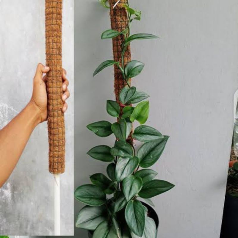 turus penyangga tanaman 30 cm