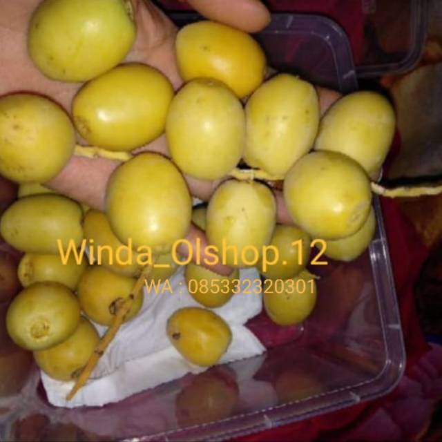 

Kurma Muda