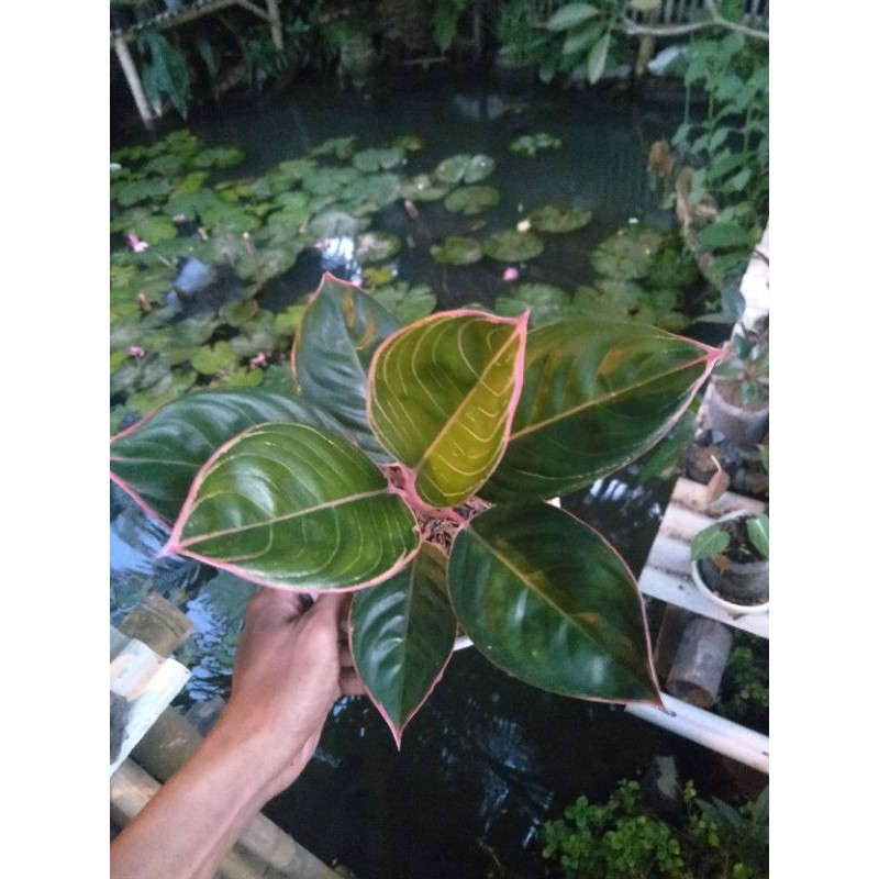 aglonema peterpan lipstik bagus