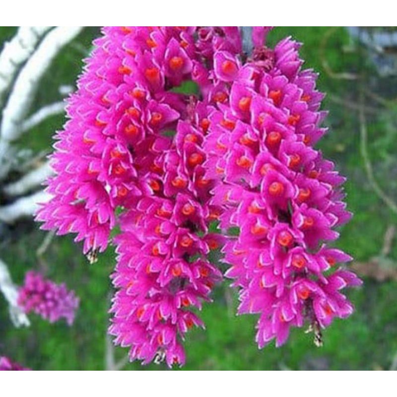 anggrek dendrobium scundum