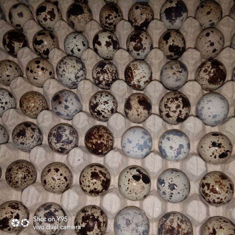 

telor puyu isi 40butir