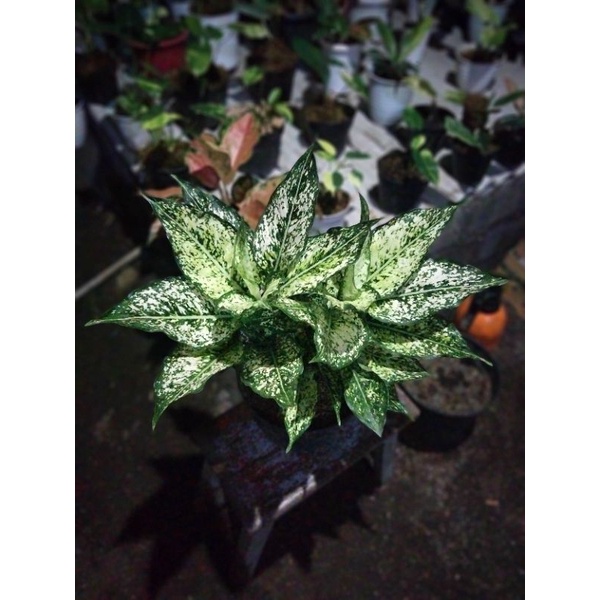 Aglonema Snow White Rumpun