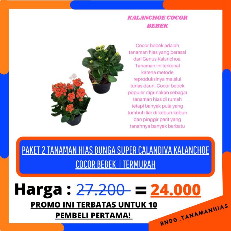 PAKET 2 WARNA BUNGA SUPER CALANDIVA KALANCHOE COCOR BEBEK WARNA RANDOM | TERMURAH!