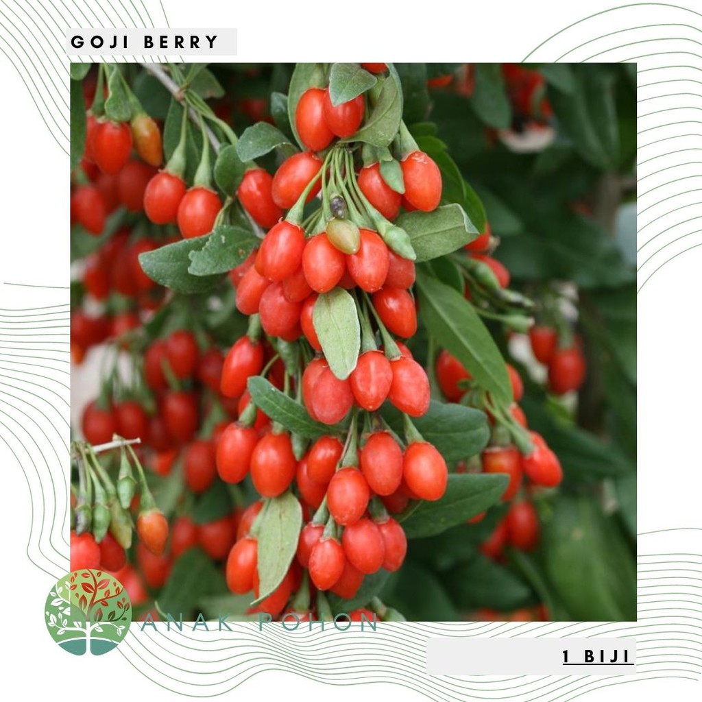 Benih Bibit Biji - Goji Berry Wolfberry Kiche (Lycium barbarum) Seeds - IMPORT