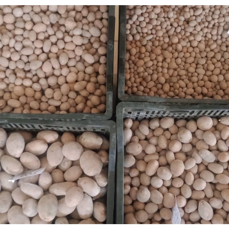 Benih Kentang G0 Granola L