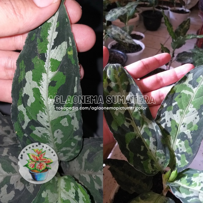 Bonggol Aglonema Pictum Tricolor