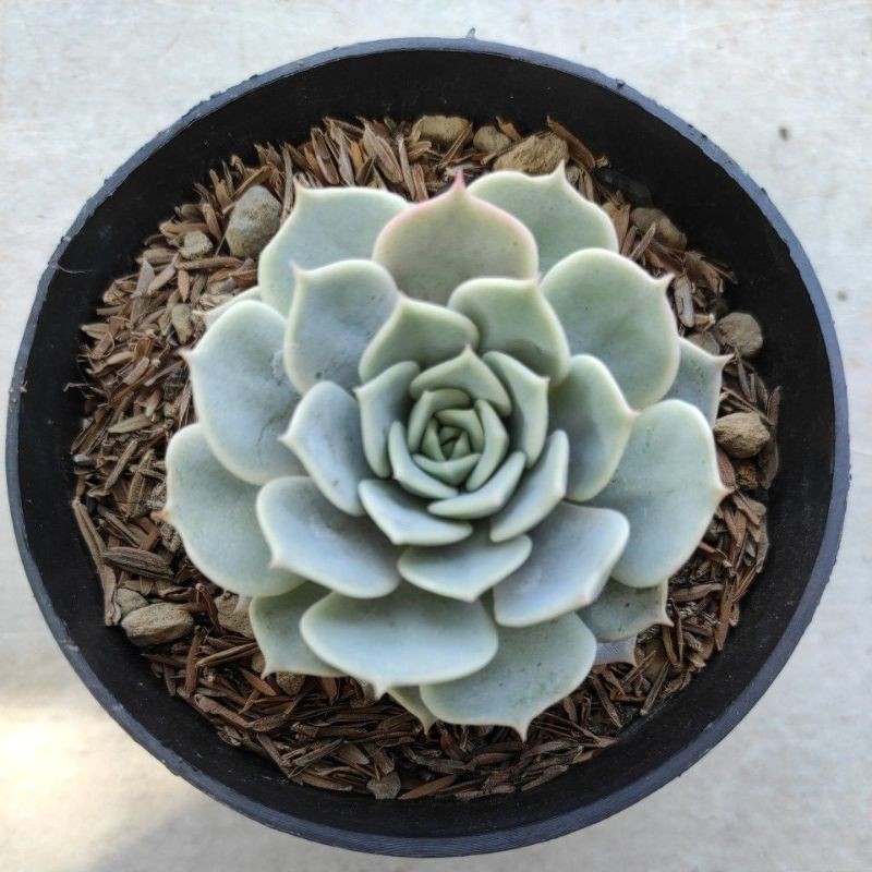 Kaktus Sukulen Echeveria Lola