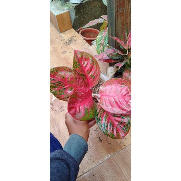 aglonema wulandari/aglonema wulandari