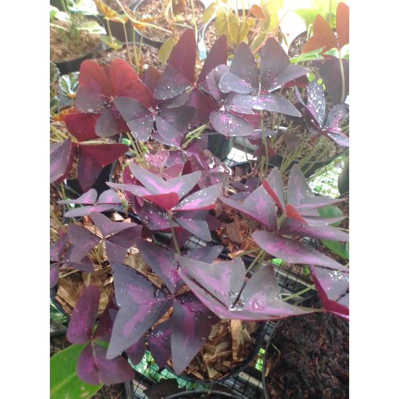 bunga kupu-kupu/oxalis