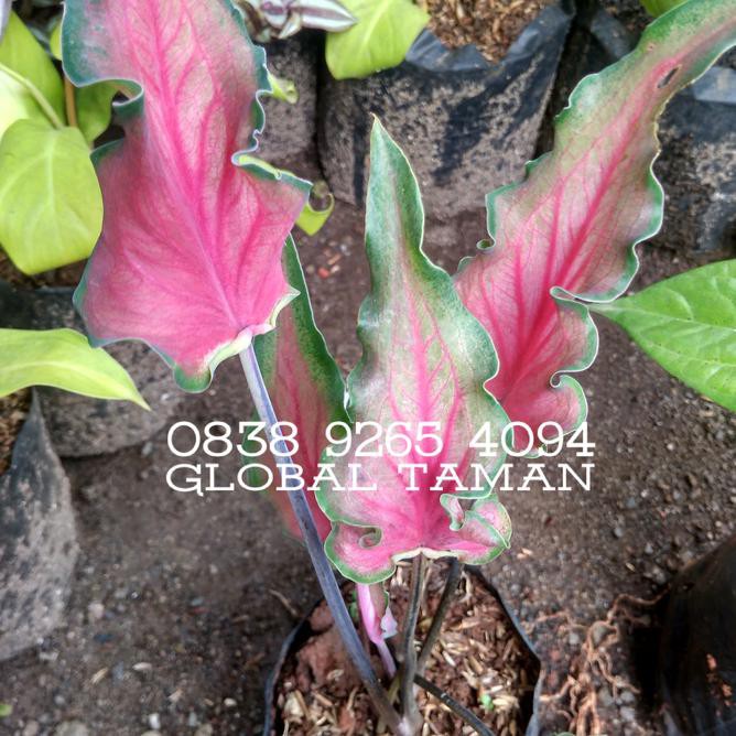 Hot Item Tanaman Keladi Pohon Keladi Wayang Tanaman Caladium Alocasia Shopee Indonesia