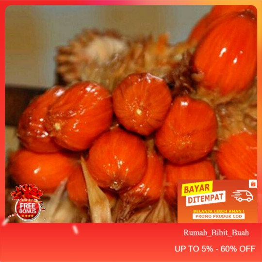 Diskon Bibit Buah Cempedak Merah King Berkwalitas