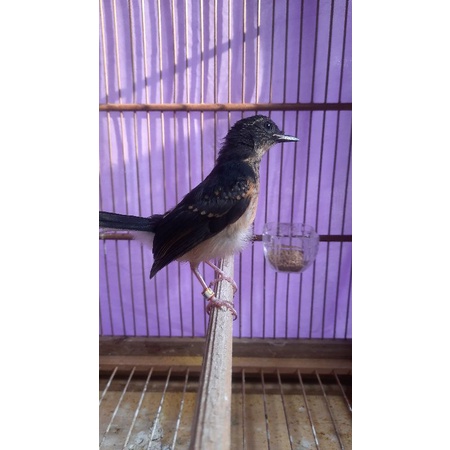 murai batu trotol medan