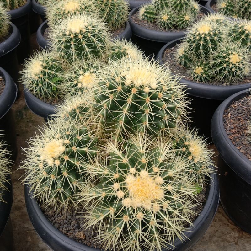 Echinocactus Grusoni/Golden Barrel Cluster | DP 30cm