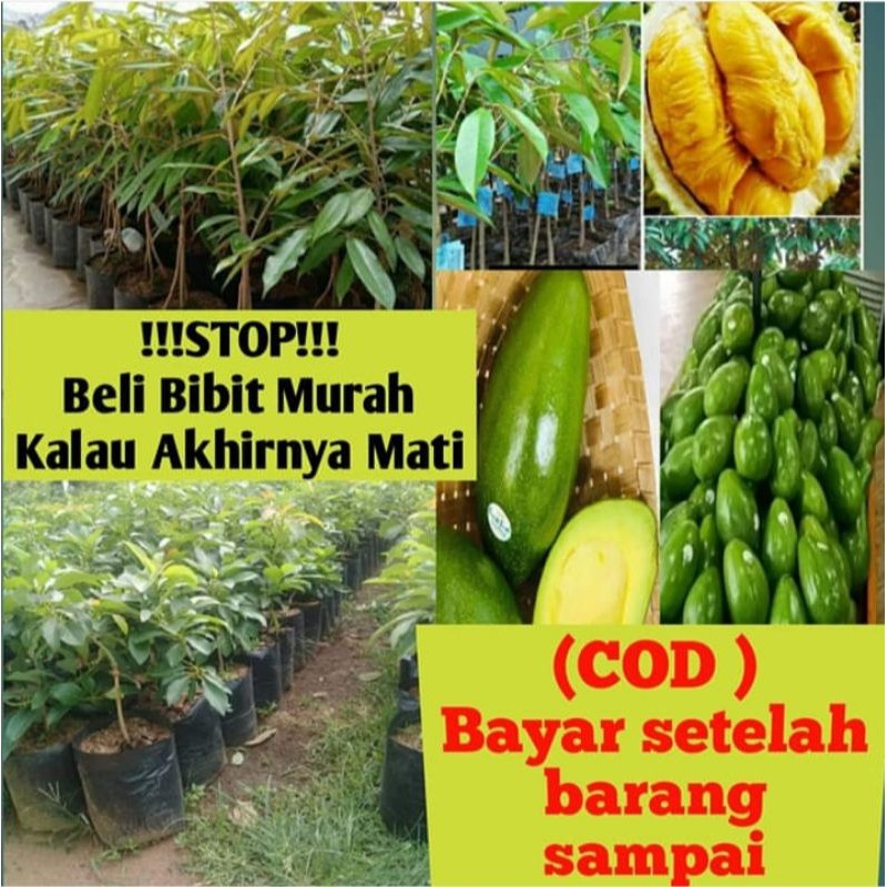 paket 2 bibit durian kaki 3 musangking dan alpukat aligator