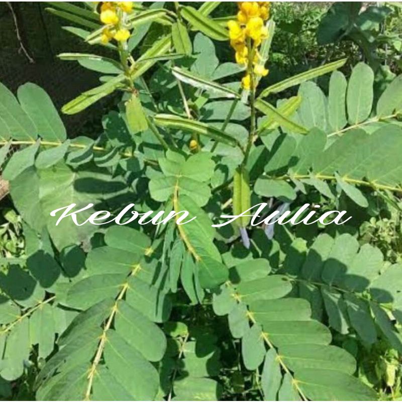 

Daun Ketepeng cina/daun kimanila segar 500gram