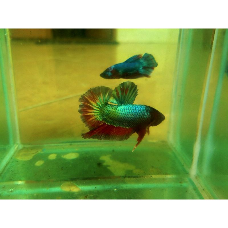 Cupang Hias Fccp Coper gold head realpict top grade