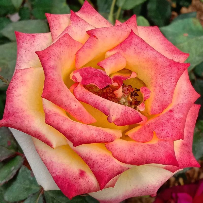 Tanaman hias Mawar impor | bunga mawar hidup tanaman bunga