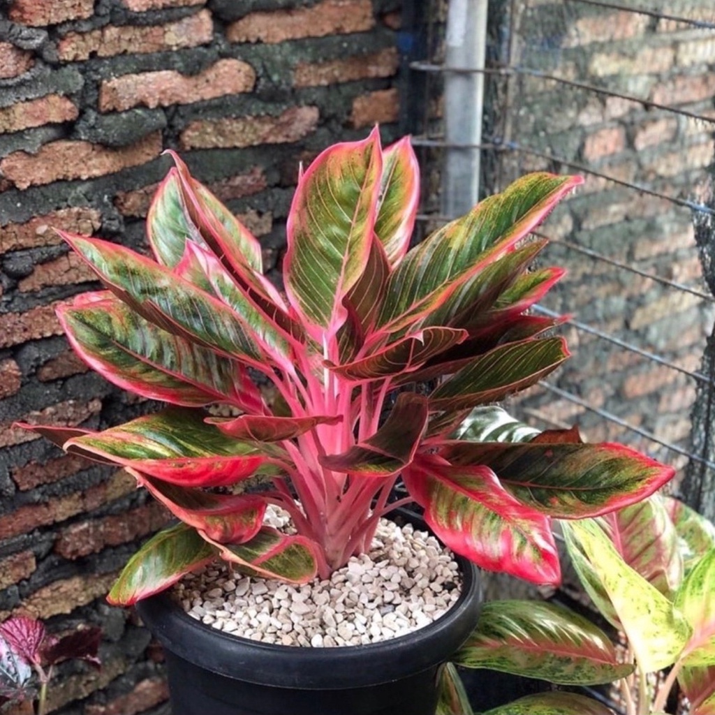 Tanaman hias aglonema lipstik-aglonema-tanaman hias hidup-bunga hias hidup-bunga hidup-bunga aglonem