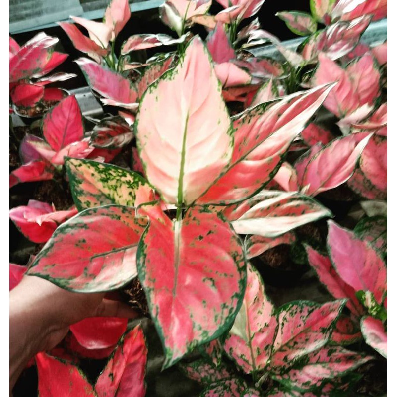 Aglonema dud anjamani import - dud anjamani - Aglonema dud