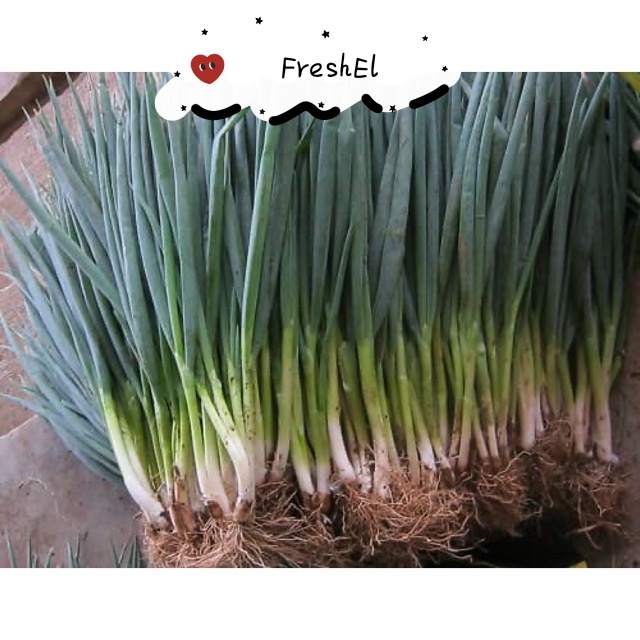 

FreshEl - DAUN BAWANG -+250gr